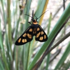 Amata (genus) (Handmaiden Moth) at Denman Prospect, ACT - 14 Dec 2020 by Alice