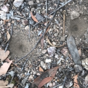 Myrmeleontidae (family) at Stromlo, ACT - 14 Dec 2020