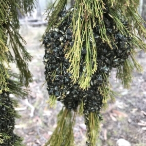 Commius elegans at Denman Prospect, ACT - 19 May 2021