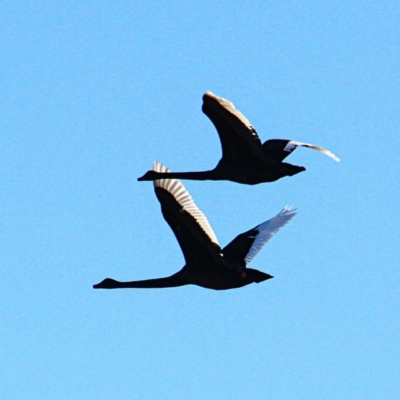 Cygnus atratus (Black Swan) at Forde, ACT - 23 May 2021 by davobj