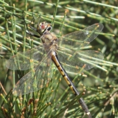 Hemicordulia tau (Tau Emerald) at Scott Nature Reserve - 23 May 2021 by RobParnell