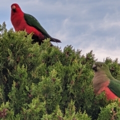 Alisterus scapularis (Australian King-Parrot) at Gateway Island, VIC - 24 May 2021 by ChrisAllen