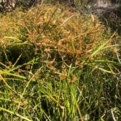 Cyperus eragrostis (Umbrella Sedge) at Mount Pleasant - 22 May 2021 by toss