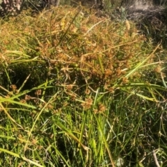 Cyperus eragrostis (Umbrella Sedge) at Campbell, ACT - 22 May 2021 by toss