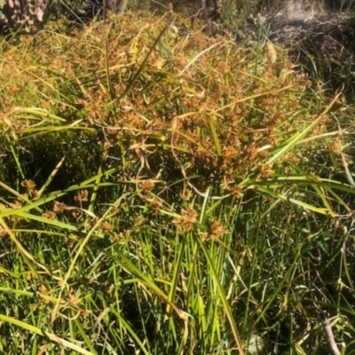 Cyperus eragrostis (Umbrella Sedge) at Campbell, ACT - 22 May 2021 by toss