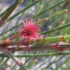 Allocasuarina verticillata (Drooping Sheoak) at Scott Nature Reserve - 23 May 2021 by RobParnell