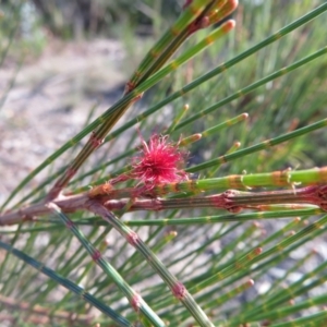 Allocasuarina verticillata at Mulloon, NSW - 23 May 2021