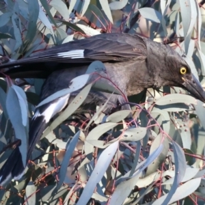 Strepera graculina at Ainslie, ACT - 18 May 2021