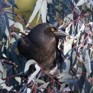 Strepera graculina at Ainslie, ACT - 18 May 2021 04:56 PM