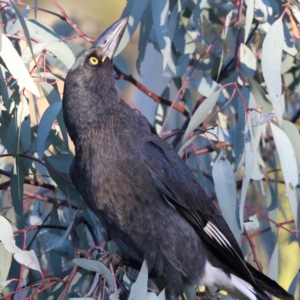 Strepera graculina at Ainslie, ACT - 18 May 2021