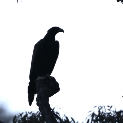 Aquila audax (Wedge-tailed Eagle) at Mount Ainslie - 19 May 2021 by jb2602