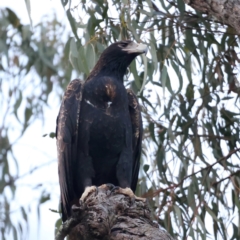 Aquila audax at Majura, ACT - 19 May 2021