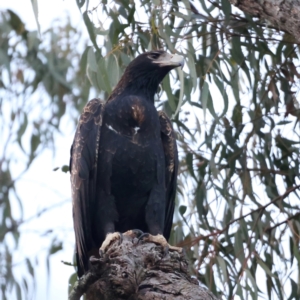 Aquila audax at Majura, ACT - 19 May 2021