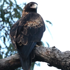 Aquila audax (Wedge-tailed Eagle) at Mount Ainslie - 19 May 2021 by jb2602