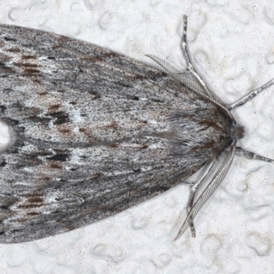 Chlenias banksiaria group (A Geometer moth) at Ainslie, ACT - 18 May 2021 by jbromilow50