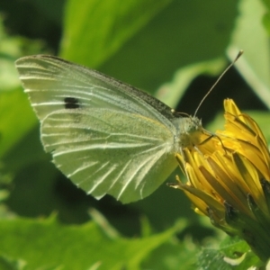 Pieris rapae at Conder, ACT - 5 Apr 2021