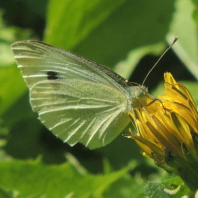 Pieris rapae (Cabbage White) at Conder, ACT - 5 Apr 2021 by michaelb