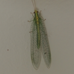 Apertochrysa edwardsi at Conder, ACT - 3 Apr 2021