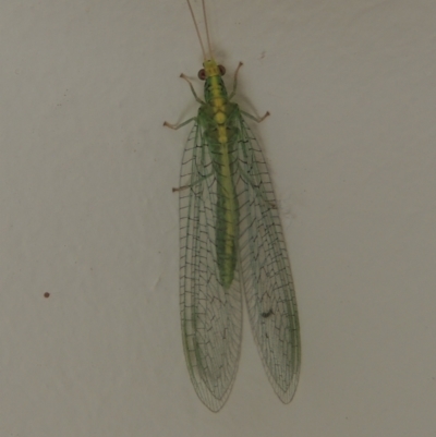Apertochrysa edwardsi (A Green Lacewing) at Conder, ACT - 3 Apr 2021 by michaelb