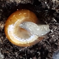 Oxychilus alliarius at Bruce, ACT - 25 May 2021