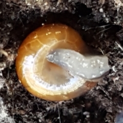 Oxychilus alliarius at Bruce, ACT - 25 May 2021