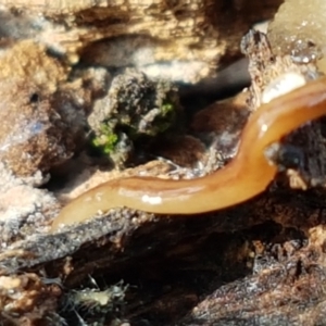 Anzoplana trilineata at Bruce, ACT - 25 May 2021 10:29 AM