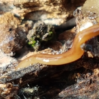 Anzoplana trilineata (A Flatworm) at Bruce Ridge to Gossan Hill - 25 May 2021 by trevorpreston