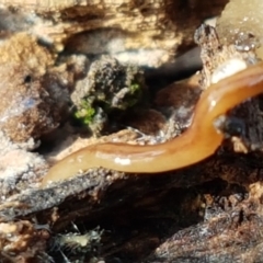 Anzoplana trilineata (A Flatworm) at Bruce, ACT - 25 May 2021 by tpreston