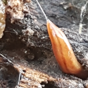 Anzoplana trilineata at Bruce, ACT - 25 May 2021 10:29 AM