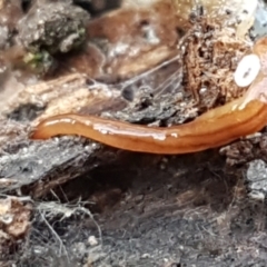 Anzoplana trilineata at Bruce, ACT - 25 May 2021 10:29 AM