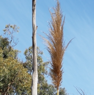 Cortaderia jubata (Pink Pampas Grass) at Bruce Ridge to Gossan Hill - 25 May 2021 by trevorpreston