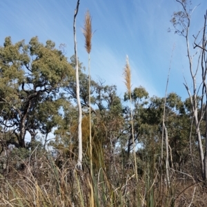 Cortaderia jubata at Bruce, ACT - 25 May 2021