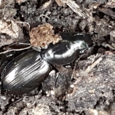Promecoderus sp. (genus) (Predaceous ground beetle) at Aranda, ACT - 25 May 2021 by tpreston