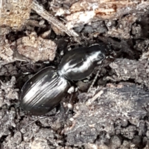 Promecoderus sp. (genus) at Aranda, ACT - 25 May 2021