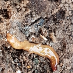 Lenkunya virgata (Brown-streaked planarian) at Flea Bog Flat, Bruce - 25 May 2021 by tpreston