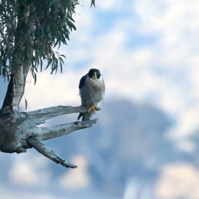 Falco peregrinus (Peregrine Falcon) at Majura, ACT - 19 May 2021 by jbromilow50