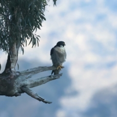 Falco peregrinus at Majura, ACT - 19 May 2021