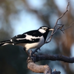 Grallina cyanoleuca (Magpie-lark) at Mount Ainslie - 19 May 2021 by jb2602