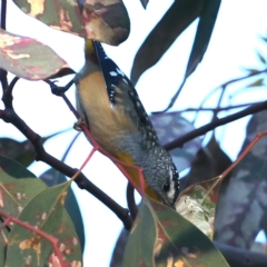 Pardalotus punctatus (Spotted Pardalote) at Ainslie, ACT - 18 May 2021 by jb2602