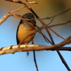 Pardalotus punctatus at Ainslie, ACT - 18 May 2021