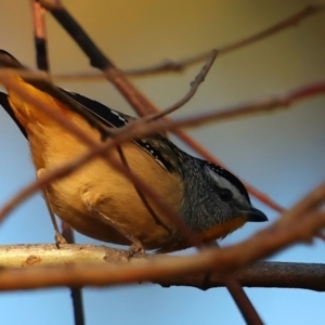 Pardalotus punctatus at Ainslie, ACT - 18 May 2021