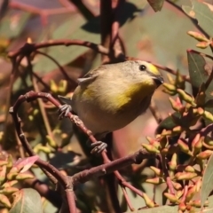 Pardalotus striatus (Striated Pardalote) at Mount Ainslie - 18 May 2021 by jb2602