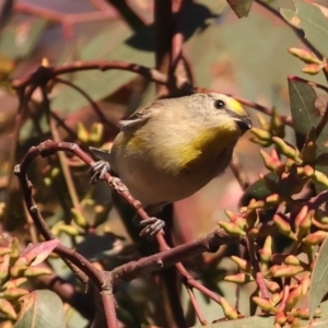 Pardalotus striatus at Ainslie, ACT - 18 May 2021