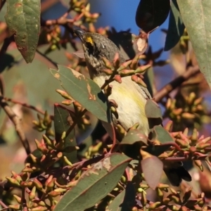 Pardalotus striatus at Ainslie, ACT - 18 May 2021