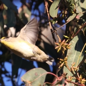 Pardalotus striatus at Ainslie, ACT - 18 May 2021