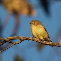 Smicrornis brevirostris (Weebill) at Mount Ainslie - 18 May 2021 by jb2602