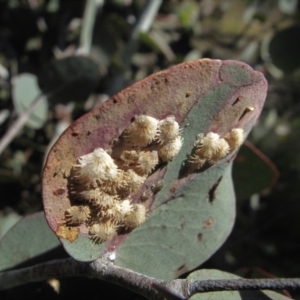 Cardiaspina sp. (genus) at Chapman, ACT - 13 Apr 2021