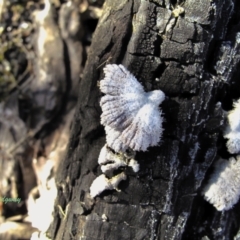 Schizophyllum commune (Split Gill Fungus) at Paddys River, ACT - 15 May 2021 by BarrieR