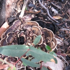 Trametes versicolor at Tennent, ACT - 25 May 2021 by SandraH