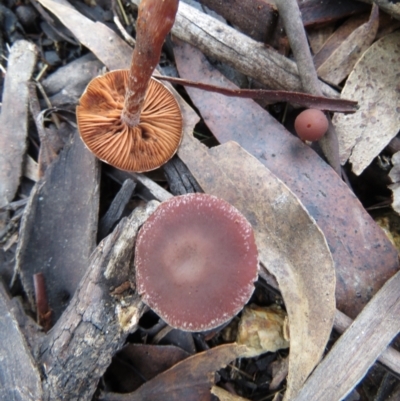Unidentified Cap on a stem; gills below cap [mushrooms or mushroom-like] at Tennent, ACT - 25 May 2021 by SandraH